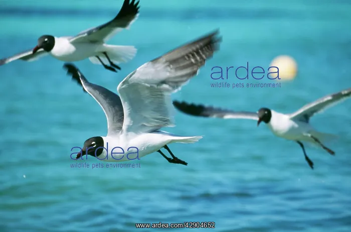 : Laughing GULL- in flight, x3 : Laughing GULL- in flight, x3