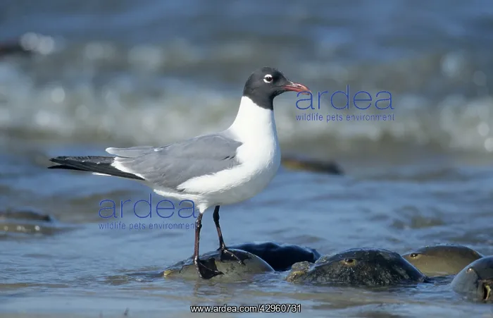 : Laughing Gull - flock feeeding on Horseshoe Crab Eggs : Laughing Gull - flock feeeding on Horseshoe Crab Eggs