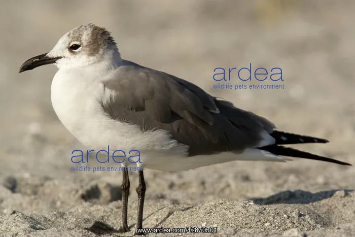 : Laughing gull - immature, winter : Laughing gull - immature, winter