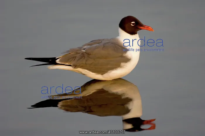 : Laughing Gull (Larus atricilla) : Laughing Gull (Larus atricilla)