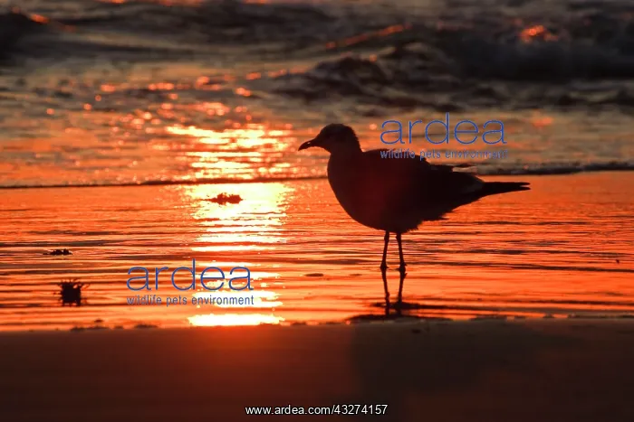 : Laughing Gull (Larus atricilla) silhouetted : Laughing Gull (Larus atricilla) silhouetted