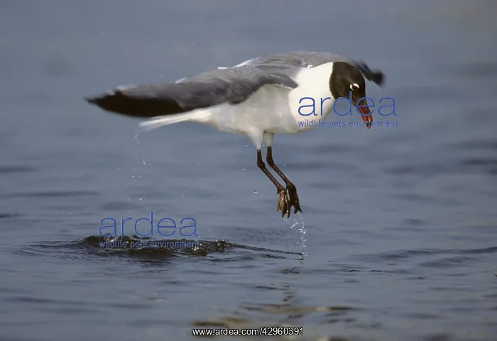 : Laughing Gull - lift off from water : Laughing Gull - lift off from water