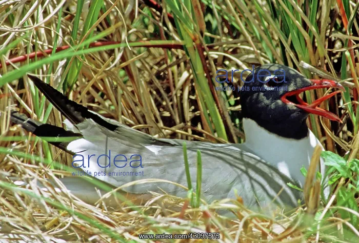 : Laughing Gull in Nest : Laughing Gull in Nest