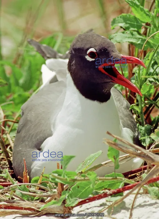 : Laughing Gull in Nest : Laughing Gull in Nest