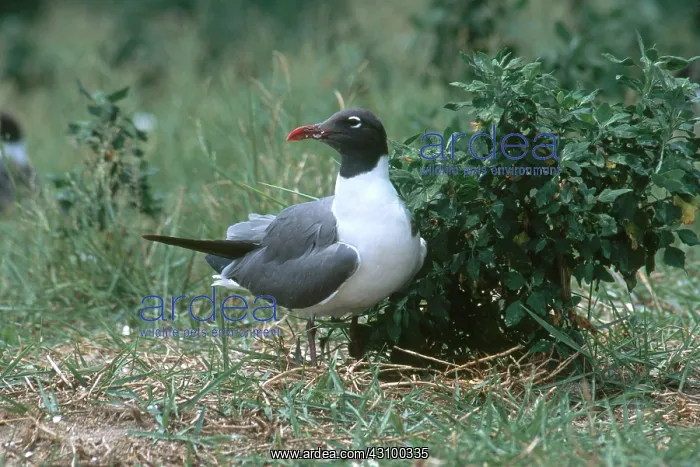 : Laughing Gull at Nest : Laughing Gull at Nest