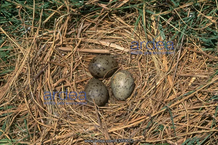 : Laughing Gull Nest and Eggs : Laughing Gull Nest and Eggs