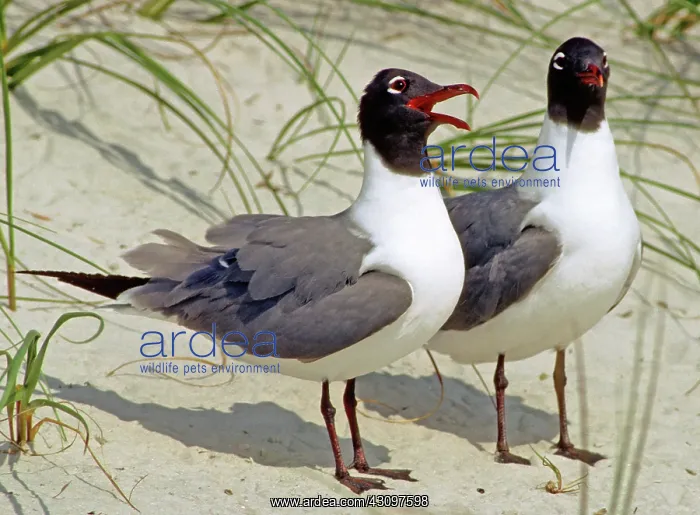 : Laughing Gull Pair : Laughing Gull Pair