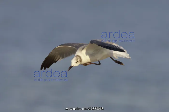: Laughing Gull - scratching in flight : Laughing Gull - scratching in flight