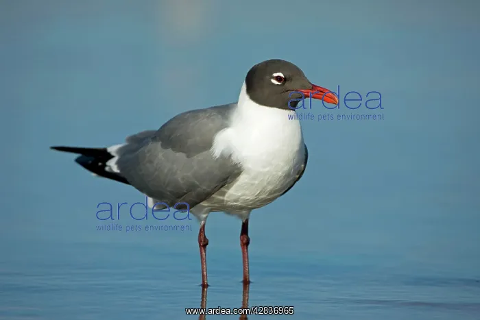 : Laughing Gull - Standing in water : Laughing Gull - Standing in water