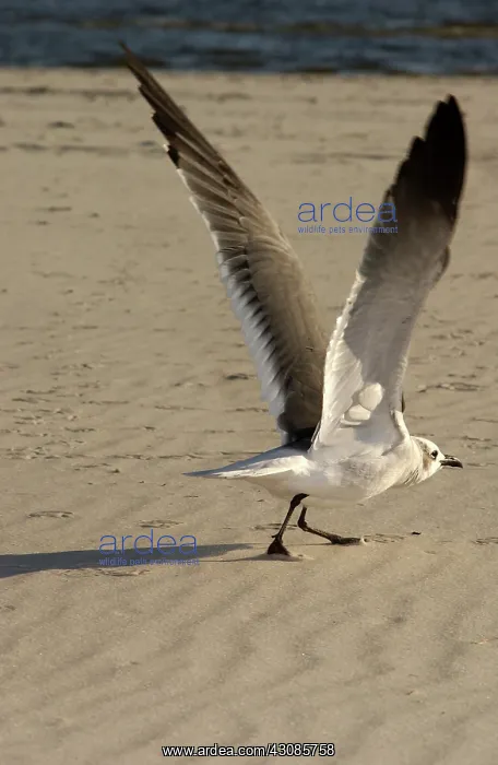 : Laughing gull takes flight : Laughing gull takes flight