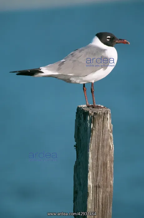: Laughing GULL - side view : Laughing GULL - side view