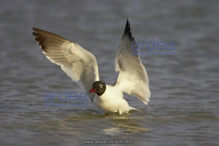 : Laughing Gull - washing : Laughing Gull - washing