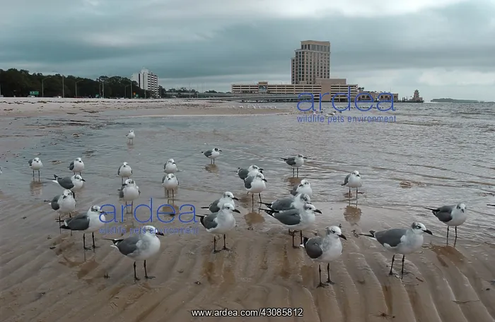 : Laughing Gulls : Laughing Gulls