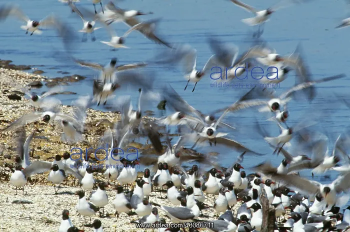: Laughing Gulls : Laughing Gulls