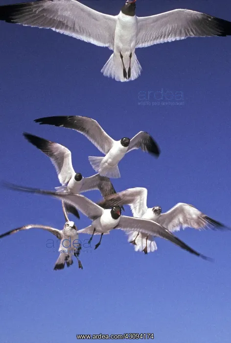 : Laughing Gulls : Laughing Gulls