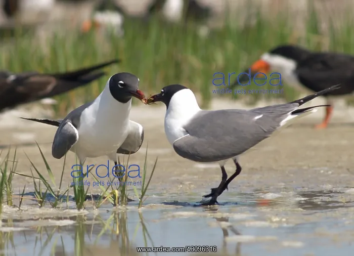 : Laughing Gulls : Laughing Gulls
