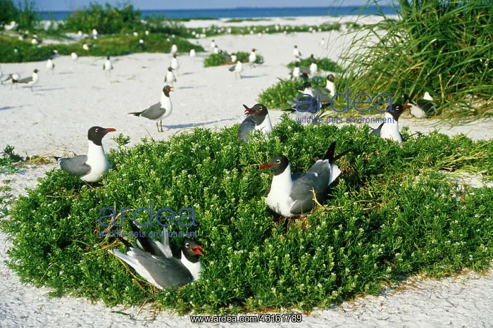 : Laughing Gulls : Laughing Gulls