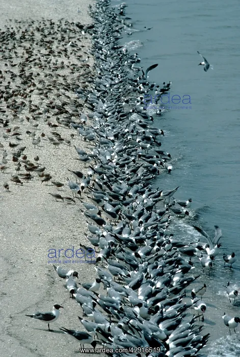 : Laughing Gulls - eating horseshoe crab eggs : Laughing Gulls - eating horseshoe crab eggs