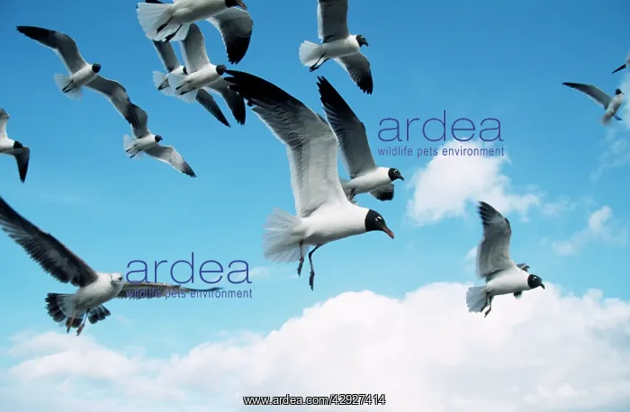 : Laughing GULLS - in flight : Laughing GULLS - in flight