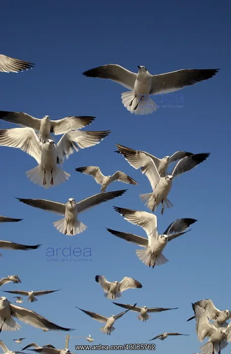 : Laughing gulls in flight : Laughing gulls in flight
