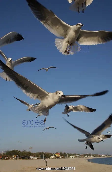 : Laughing gulls in flight : Laughing gulls in flight