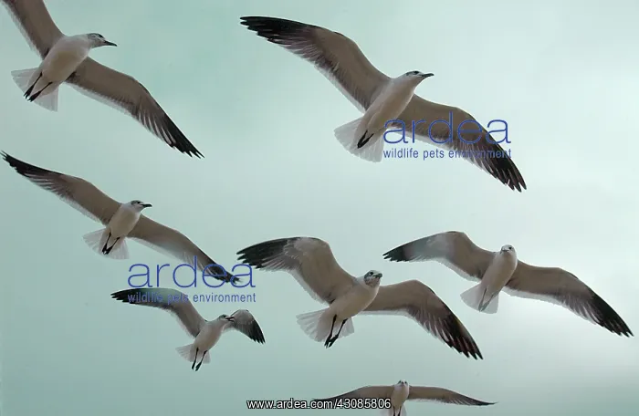 : Laughing gulls in flight : Laughing gulls in flight