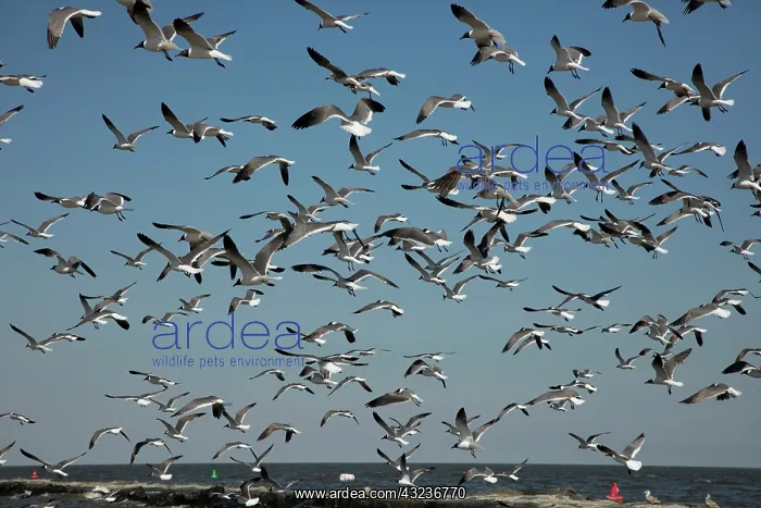 : laughing gulls, flying after feeding on horseshoe crab e : laughing gulls, flying after feeding on horseshoe crab e