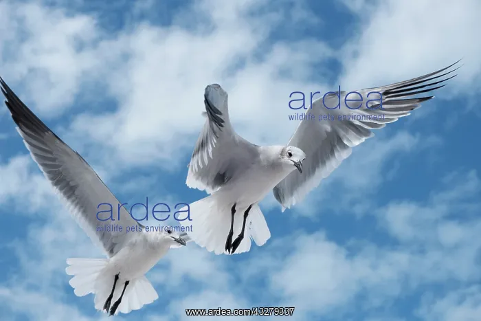 : Laughing gulls - Holbox Mexico : Laughing gulls - Holbox Mexico