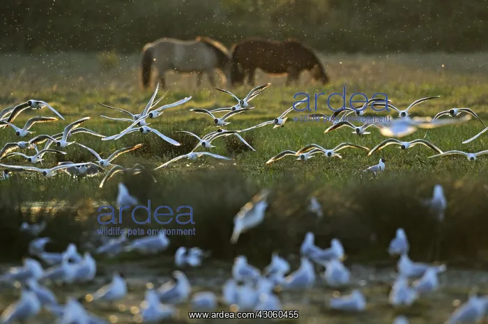 : Laughing gulls and Horses Henson Baie de Somme France : Laughing gulls and Horses Henson Baie de Somme France