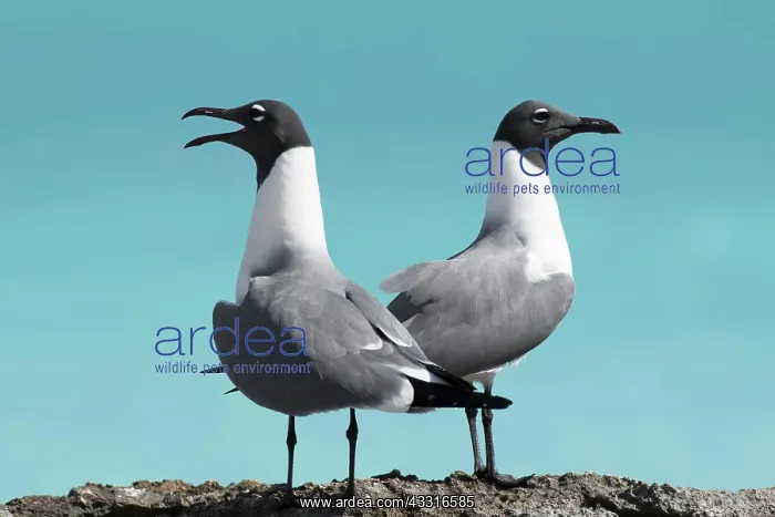 : Two Laughing gulls (Larus atricilla), animal couple : Two Laughing gulls (Larus atricilla), animal couple