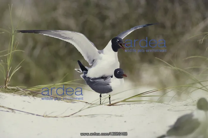 : Laughing Gulls Mating : Laughing Gulls Mating
