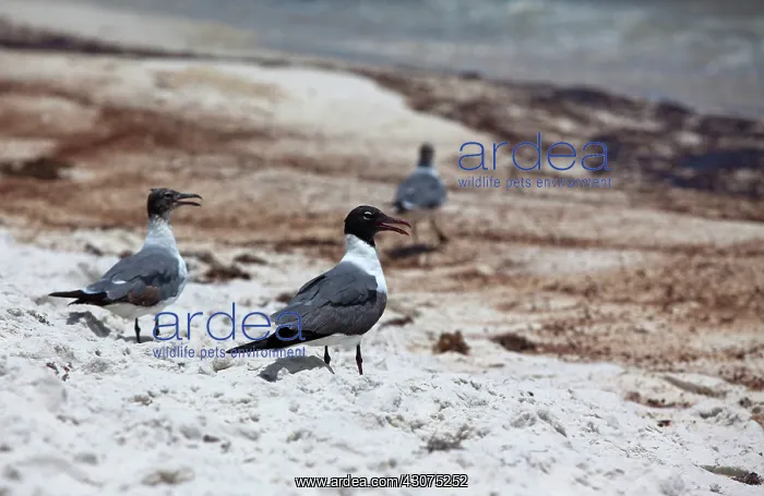 : Laughing Gulls on Oily Beach : Laughing Gulls on Oily Beach