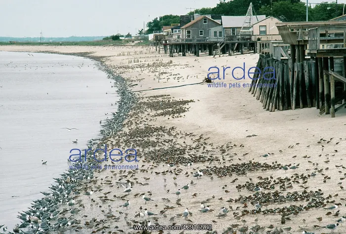 : Laughing GULLS - with shorebirds eating Horseshoe Crab eggs : Laughing GULLS - with shorebirds eating Horseshoe Crab eggs