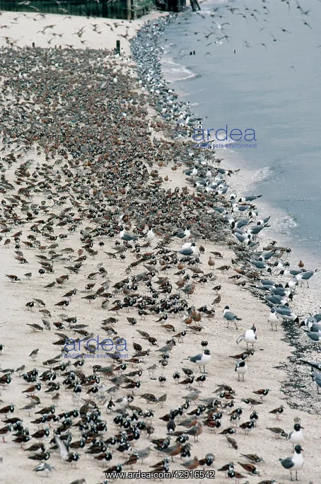 : Laughing GULLS - and shorebirds eating Horseshoe crab eggs : Laughing GULLS - and shorebirds eating Horseshoe crab eggs