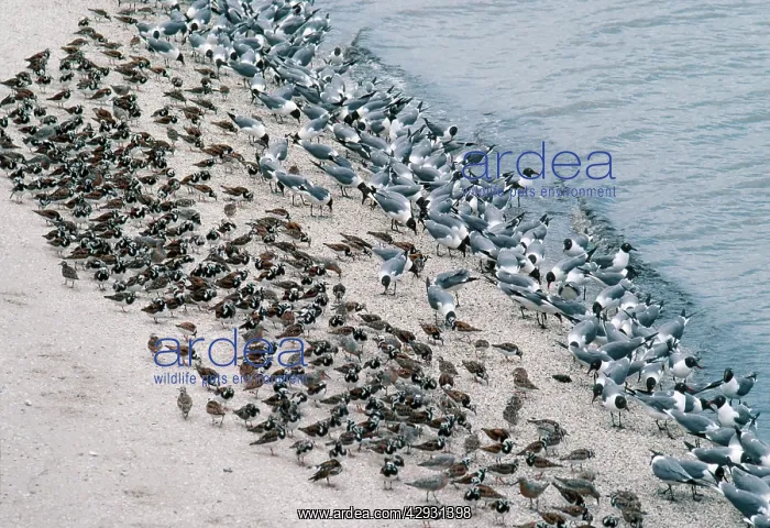  : Laughing GULLS - and shorebirds eating Horseshoe crab eggs