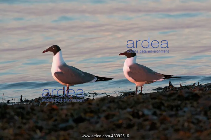 : Laughing Gulls on shoreline : Laughing Gulls on shoreline