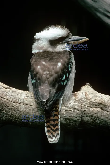 : LAUGHING KOOKABURRA : LAUGHING KOOKABURRA