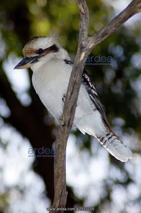 : Laughing Kookaburra : Laughing Kookaburra
