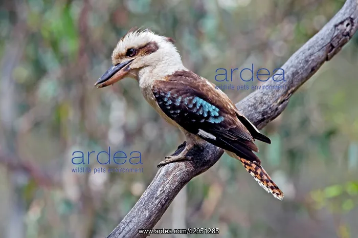 : Laughing Kookaburra : Laughing Kookaburra