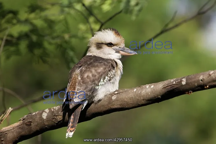 : Laughing Kookaburra : Laughing Kookaburra