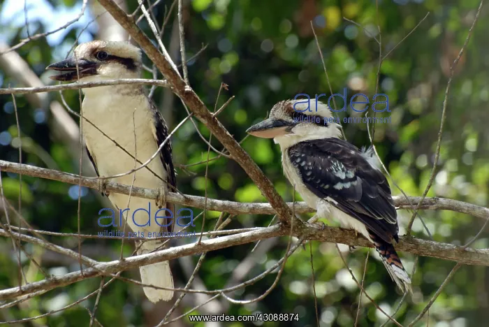 : Laughing Kookaburra : Laughing Kookaburra