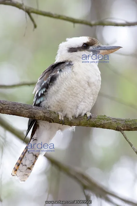 : Laughing kookaburra : Laughing kookaburra