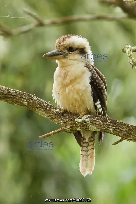 : Laughing Kookaburra : Laughing Kookaburra