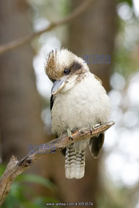 : Laughing Kookaburra : Laughing Kookaburra