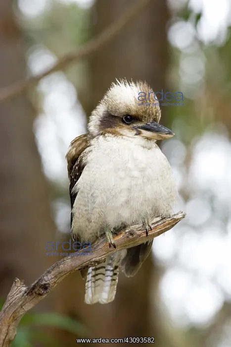 : Laughing Kookaburra : Laughing Kookaburra