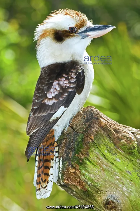 : Laughing Kookaburra : Laughing Kookaburra