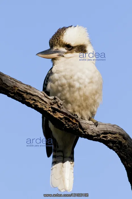 : Laughing kookaburra : Laughing kookaburra