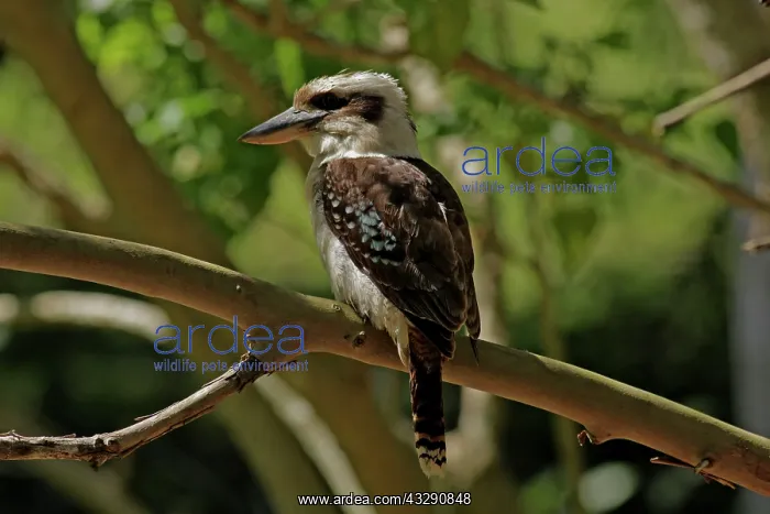 : Laughing Kookaburra : Laughing Kookaburra
