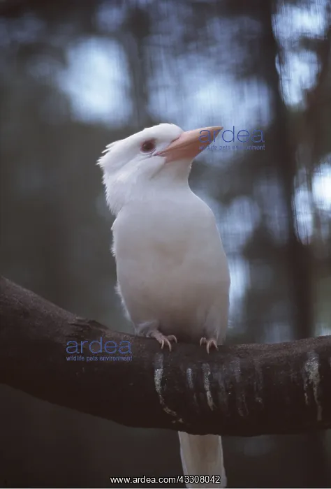 : LAUGHING KOOKABURRA - albino : LAUGHING KOOKABURRA - albino