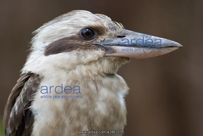 : Laughing Kookaburra - Close-up : Laughing Kookaburra - Close-up
